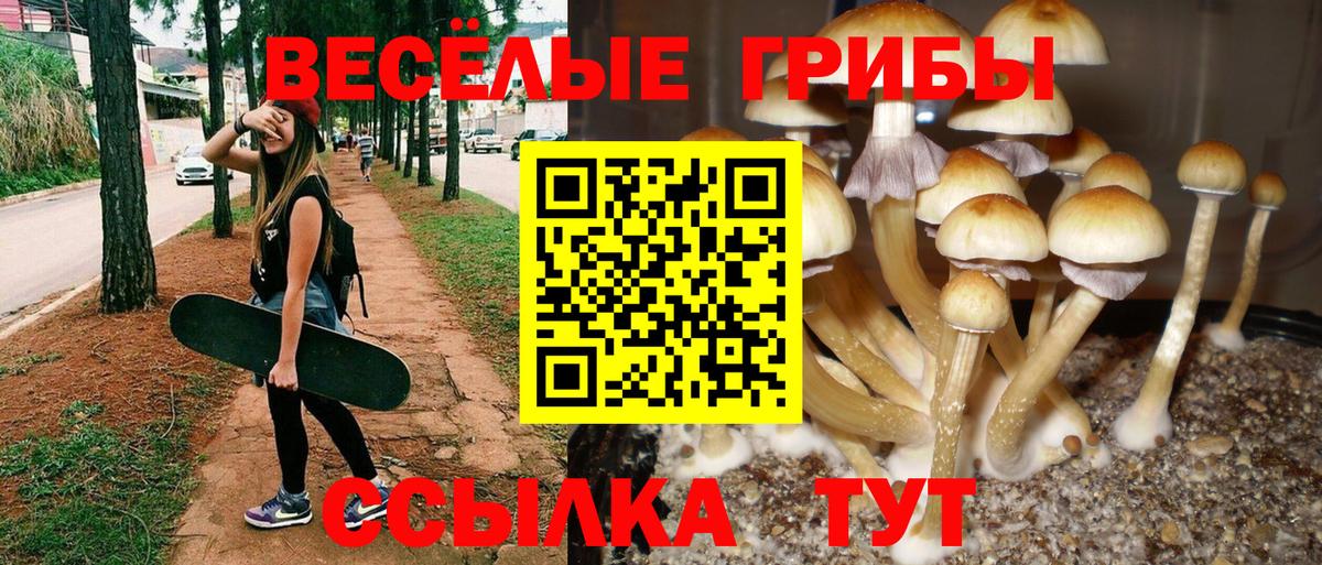 Коркино  Псилоцибиновые грибы Psilocybe  Вход с VPN 